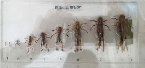 蝗虫生活史标本