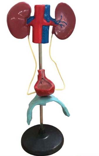 女性泌尿生殖系统模型