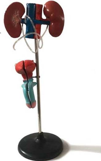 男性泌尿生殖系统模型