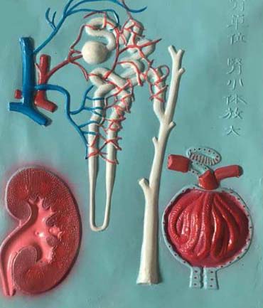 肾单位、肾小体模型