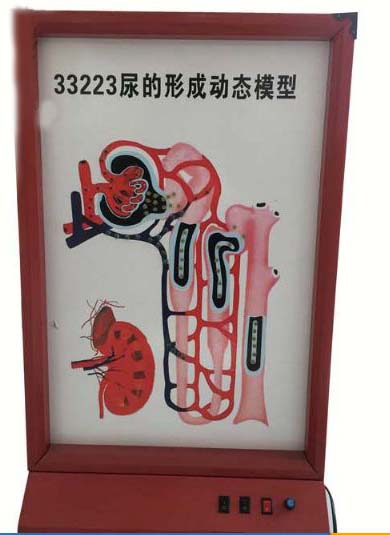 尿的形成动态模型