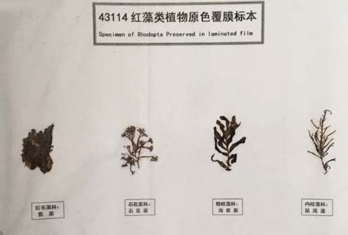 红藻类植物原色覆膜标本