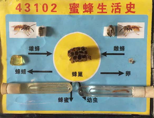 蜜蜂生活史标本