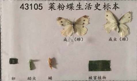 菜粉蝶生活史标本