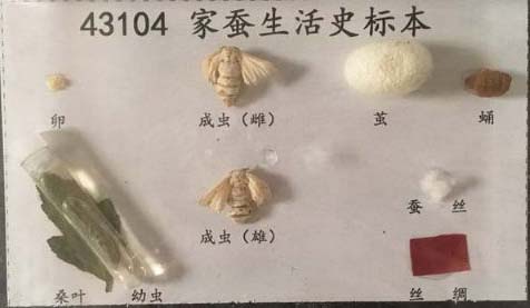 家蚕生活史标本