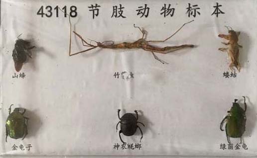 节肢动物标本