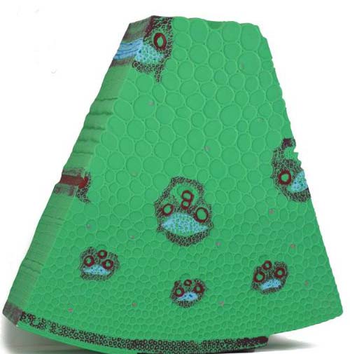 单子叶植物茎模型