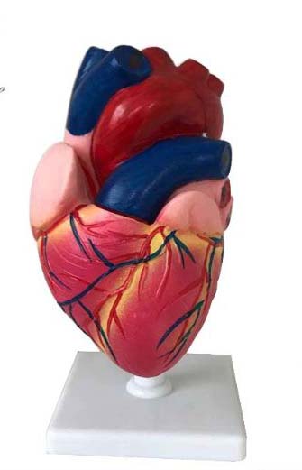 心脏解剖模型