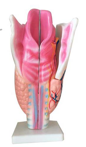喉解剖模型